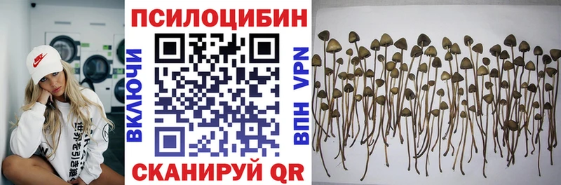 Псилоцибиновые грибы Psilocybine cubensis  Искитим 